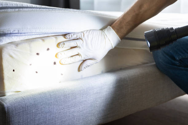 Best Ant Control Services  in Vineyard, UT