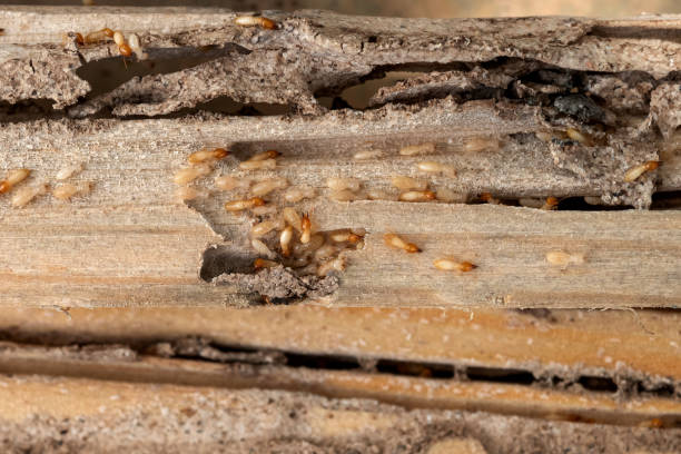 Best Emergency Pest Control  in Vineyard, UT