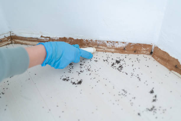 Best Termite Control Services  in Vineyard, UT